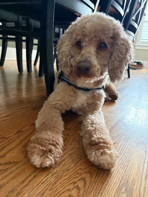 MARLEY - Poodle (unknown type) available for adoption