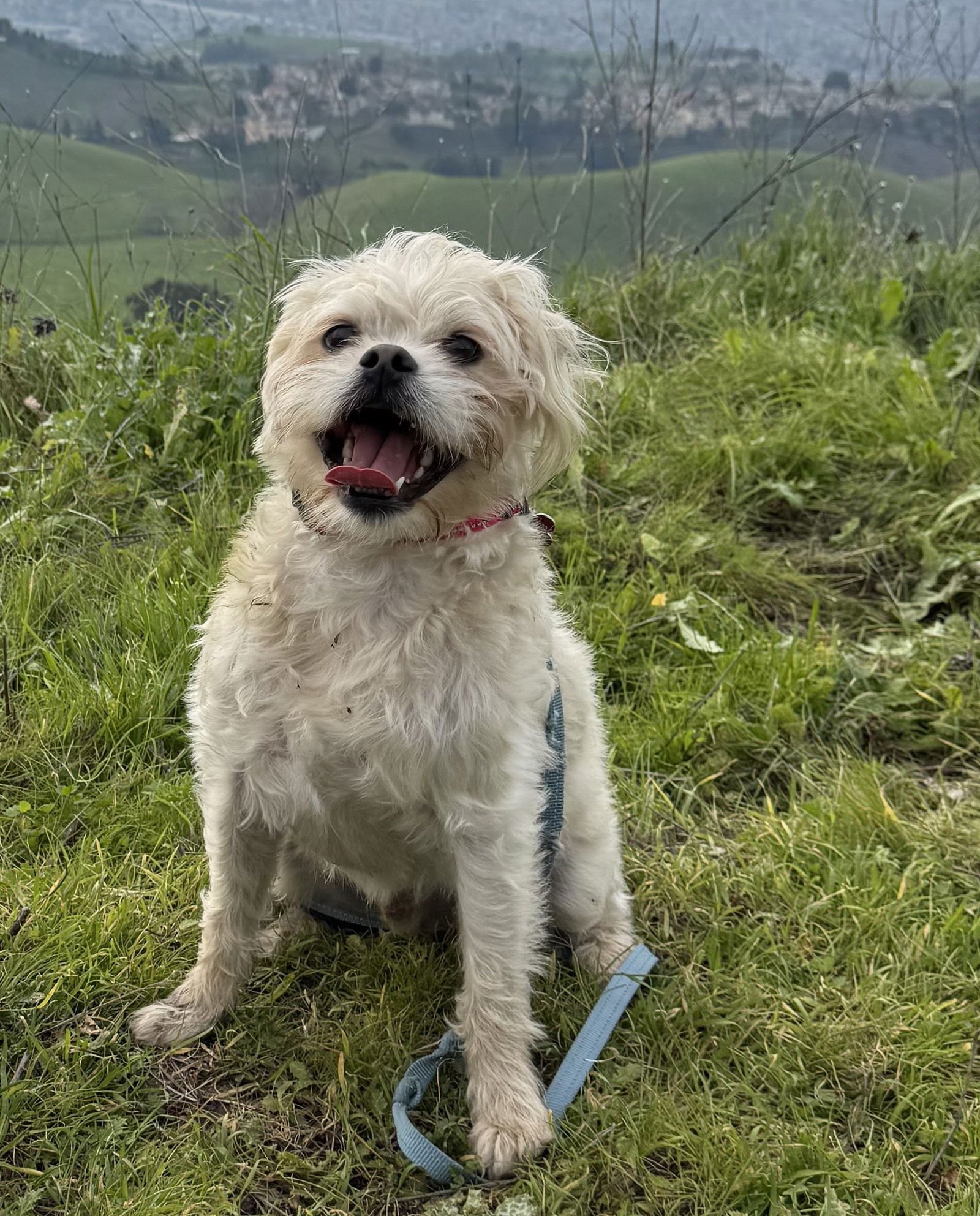 ALF - Border Terrier available for adoption