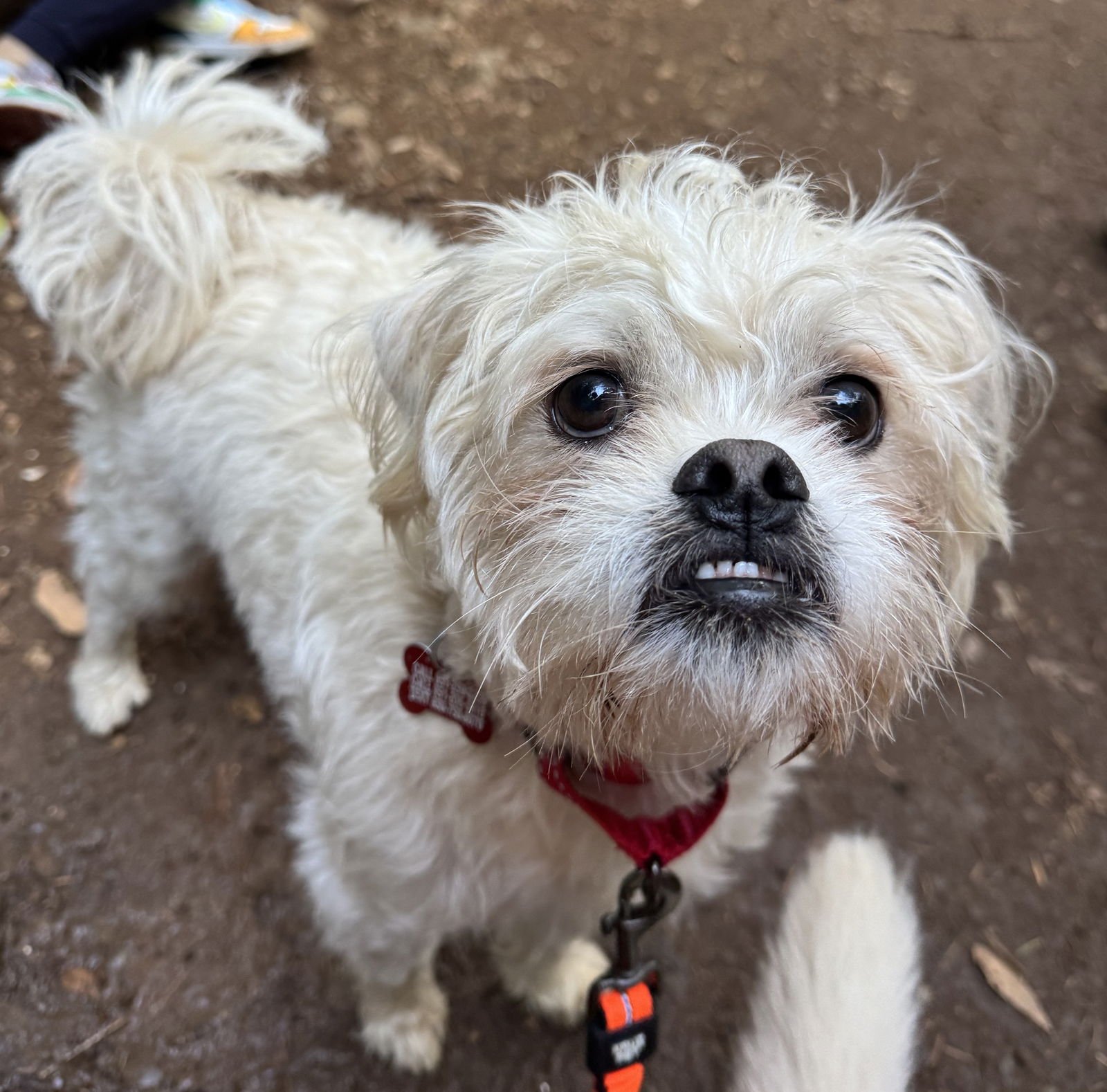ALF - Border Terrier available for adoption