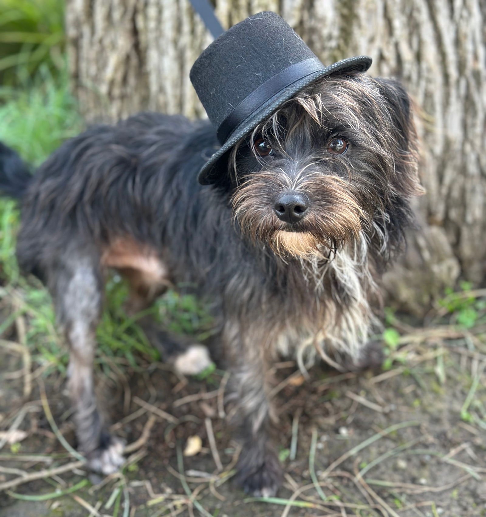 HOLLYWOOD - Cairn Terrier available for adoption