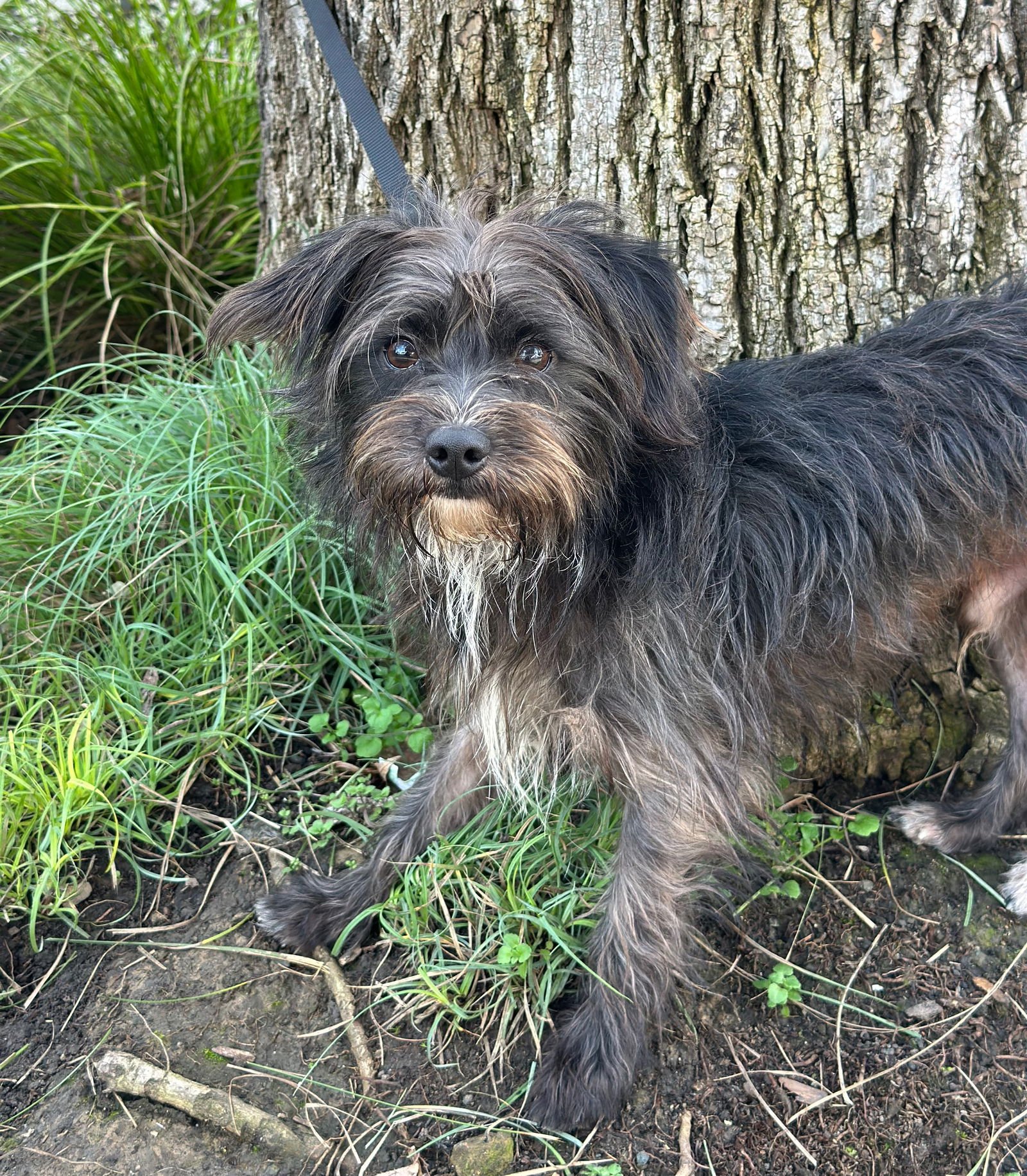 HOLLYWOOD - Cairn Terrier available for adoption