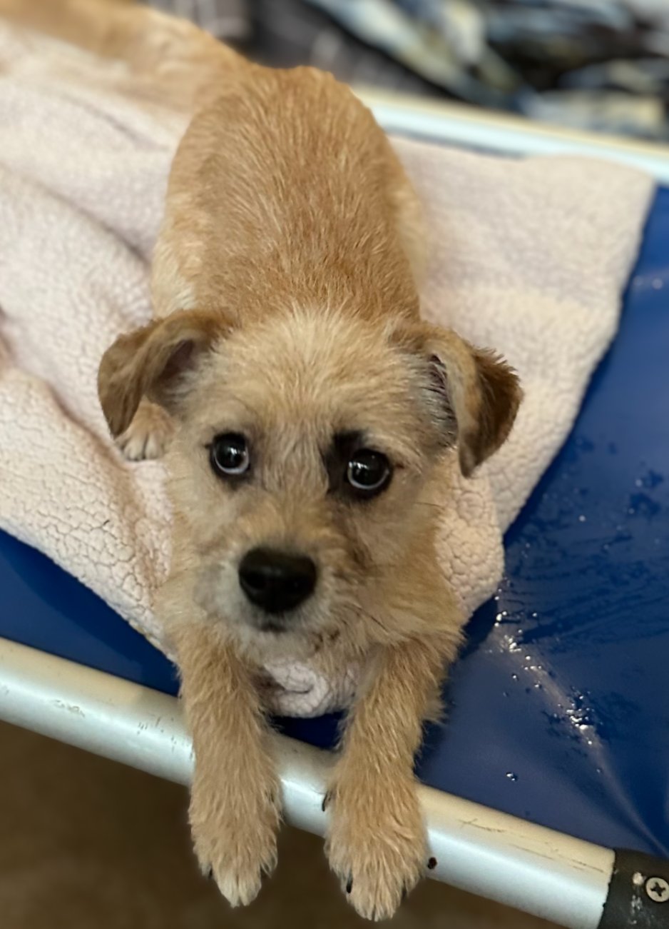 HEDGEHOG - Yorkshire Terrier Yorkie available for adoption