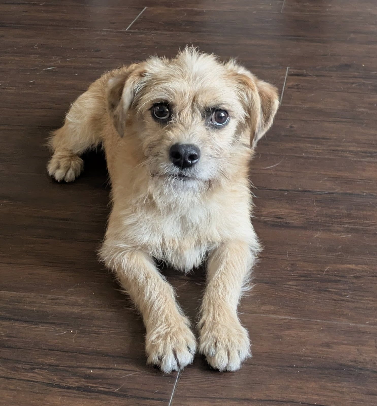 HEDGEHOG - Yorkshire Terrier Yorkie available for adoption