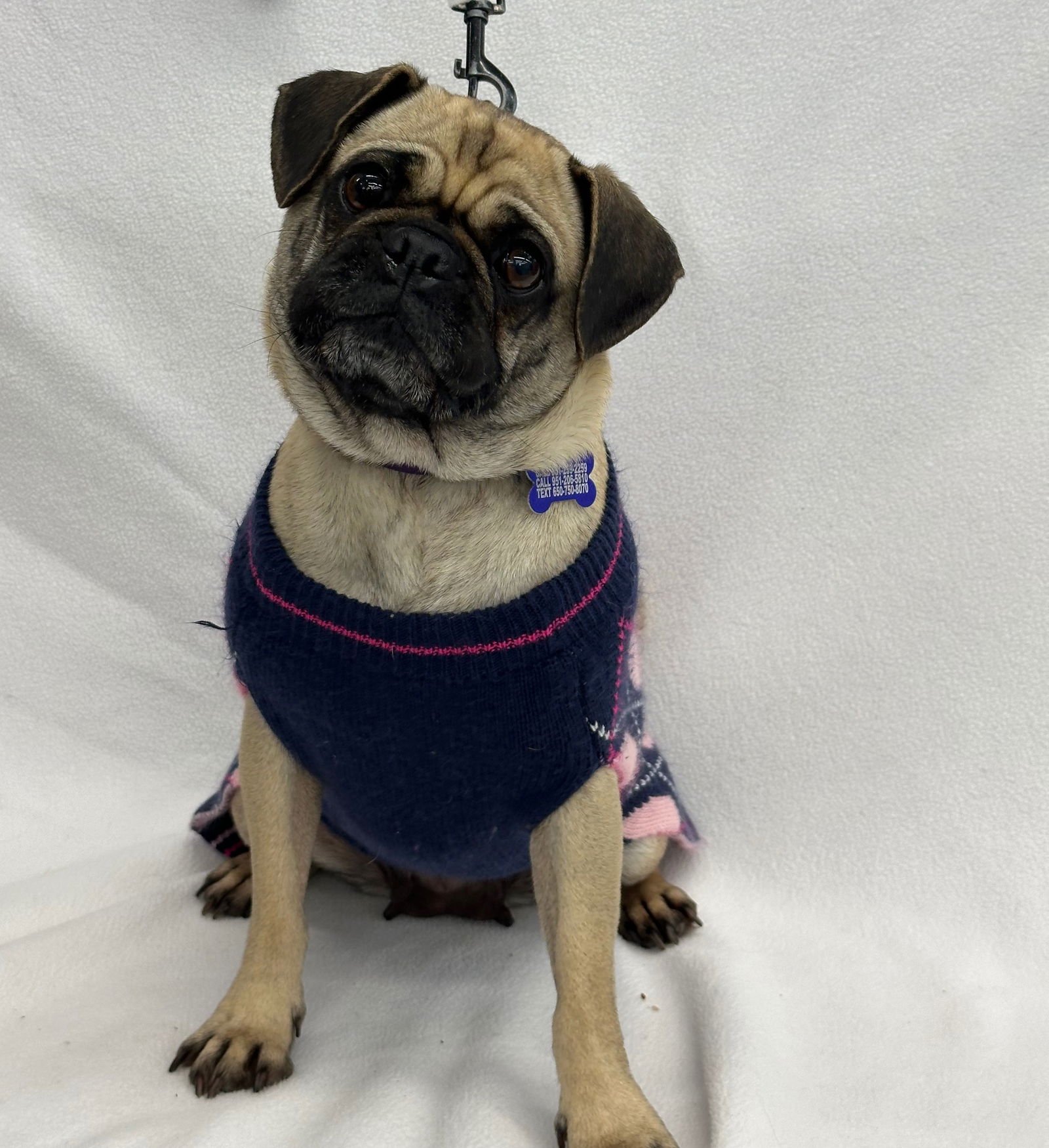 SPAGHETTIOS - Pug available for adoption