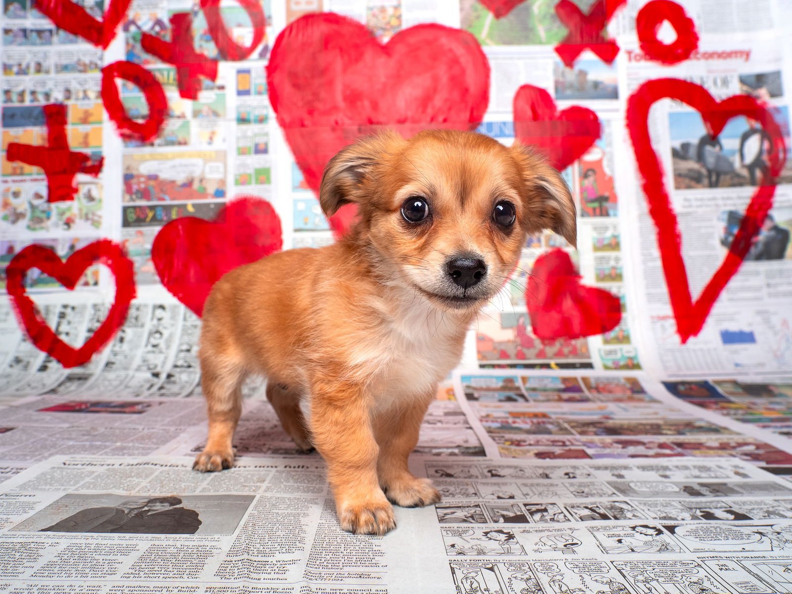 NEWS: BEACON - Pomeranian / Chihuahua available for adoption