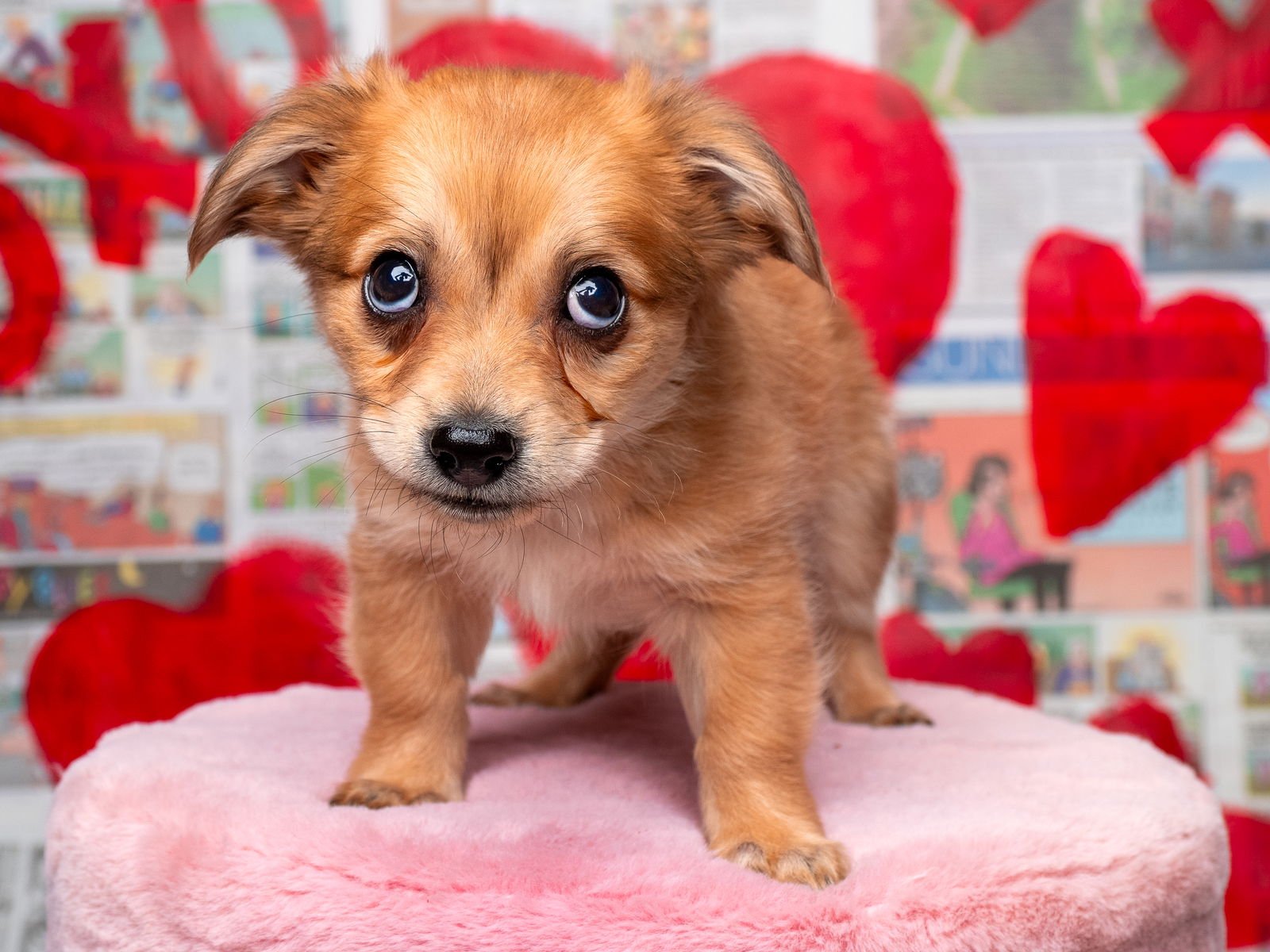 NEWS: BEACON - Pomeranian / Chihuahua available for adoption