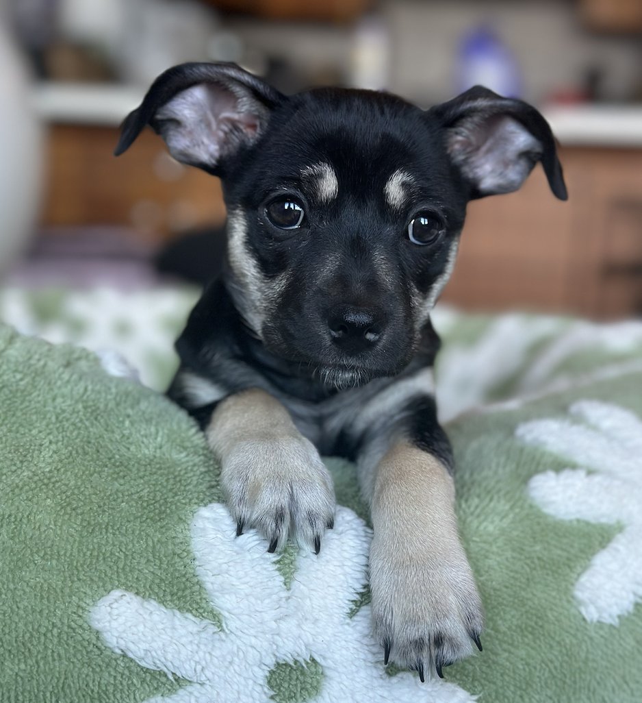 MARGARITA - Miniature Pinscher available for adoption