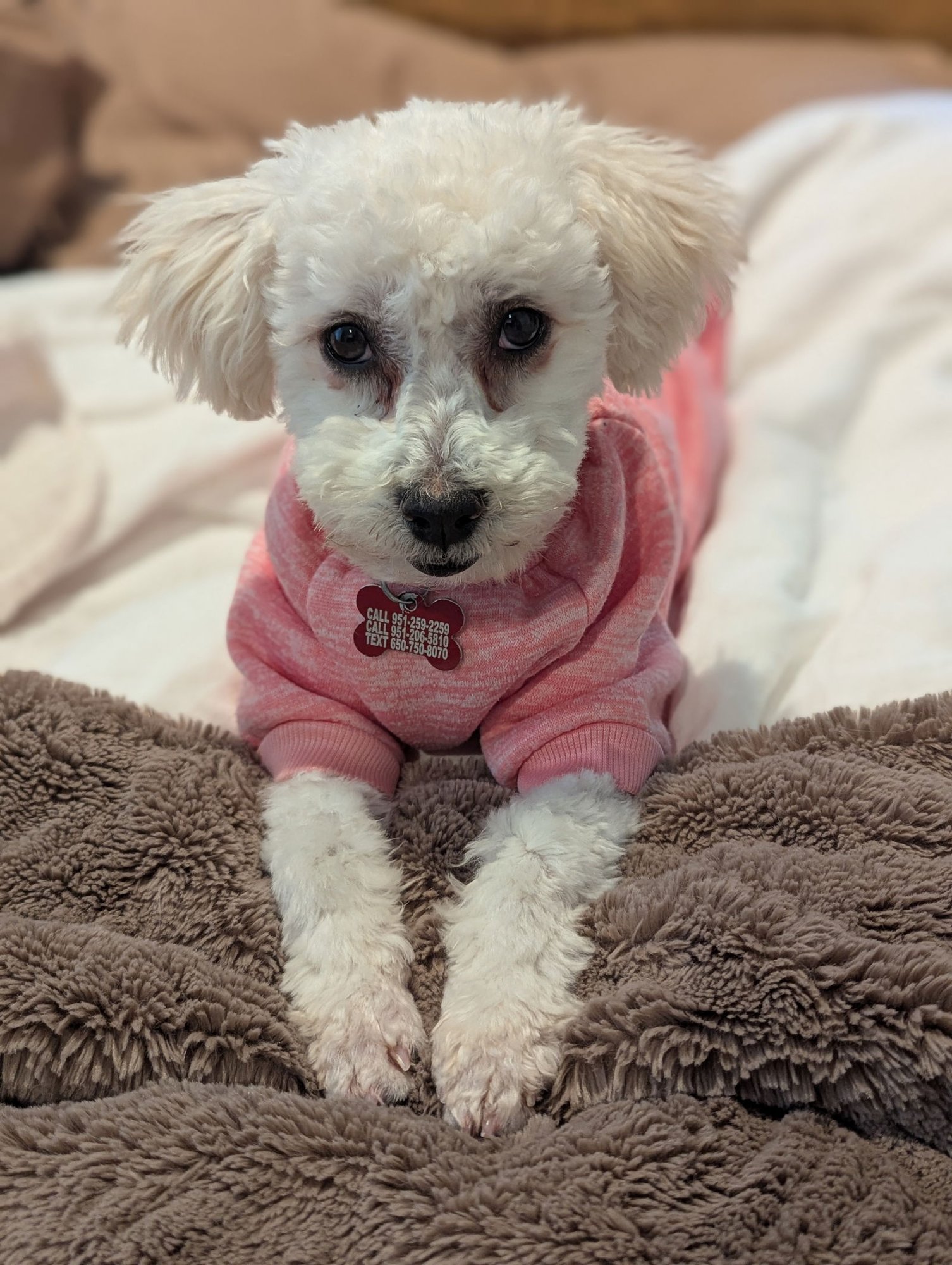 PLATINUM - Maltese / Poodle (Miniature) available for adoption