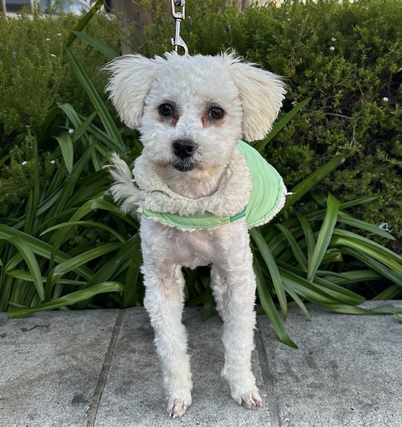 PLATINUM - Maltese / Poodle (Miniature) available for adoption