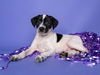 NEPTUNE - Jack Russell Terrier / Miniature Schnauzer available for adoption