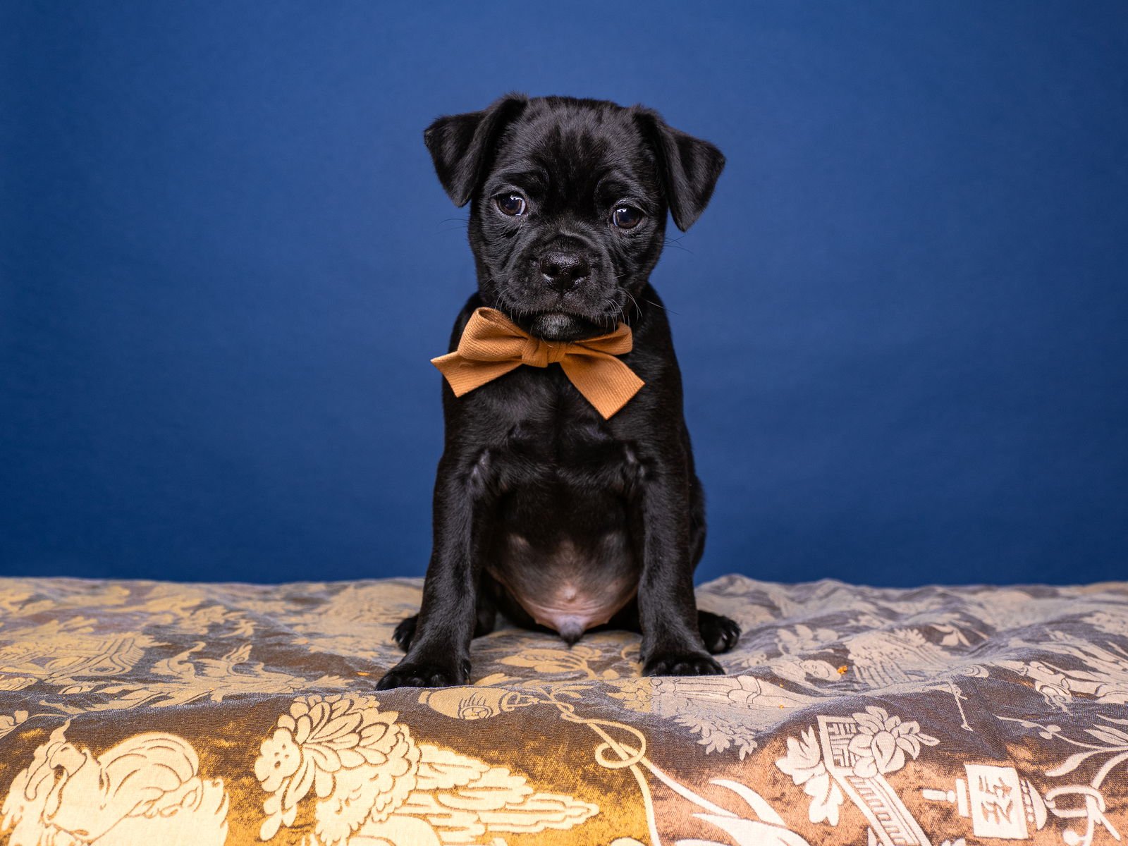 BLAZE - Cavalier King Charles Spaniel / Pug available for adoption