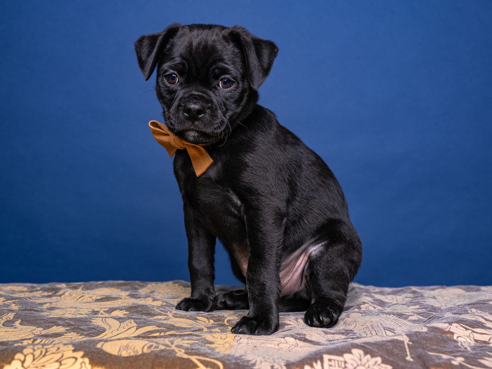 BLAZE - Cavalier King Charles Spaniel / Pug available for adoption