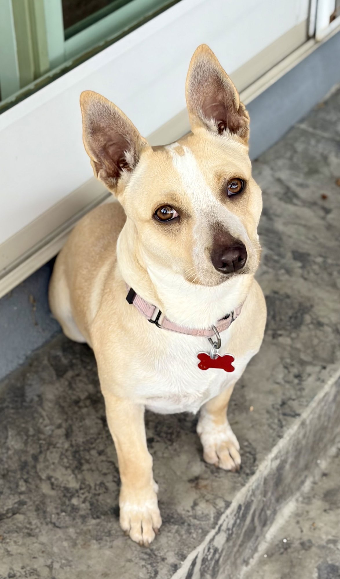 MIXOLOGIST - Corgi available for adoption