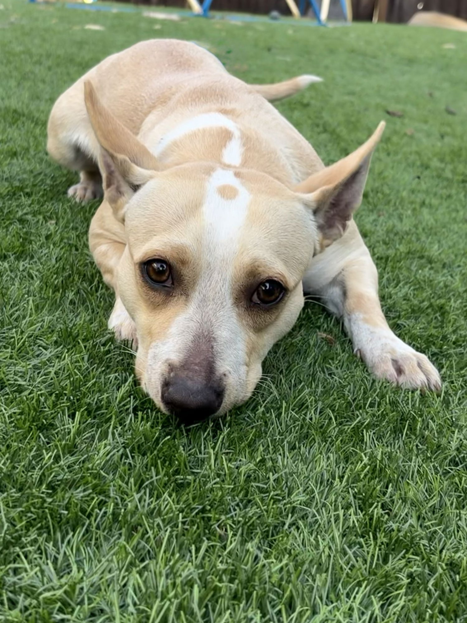 MIXOLOGIST - Corgi available for adoption