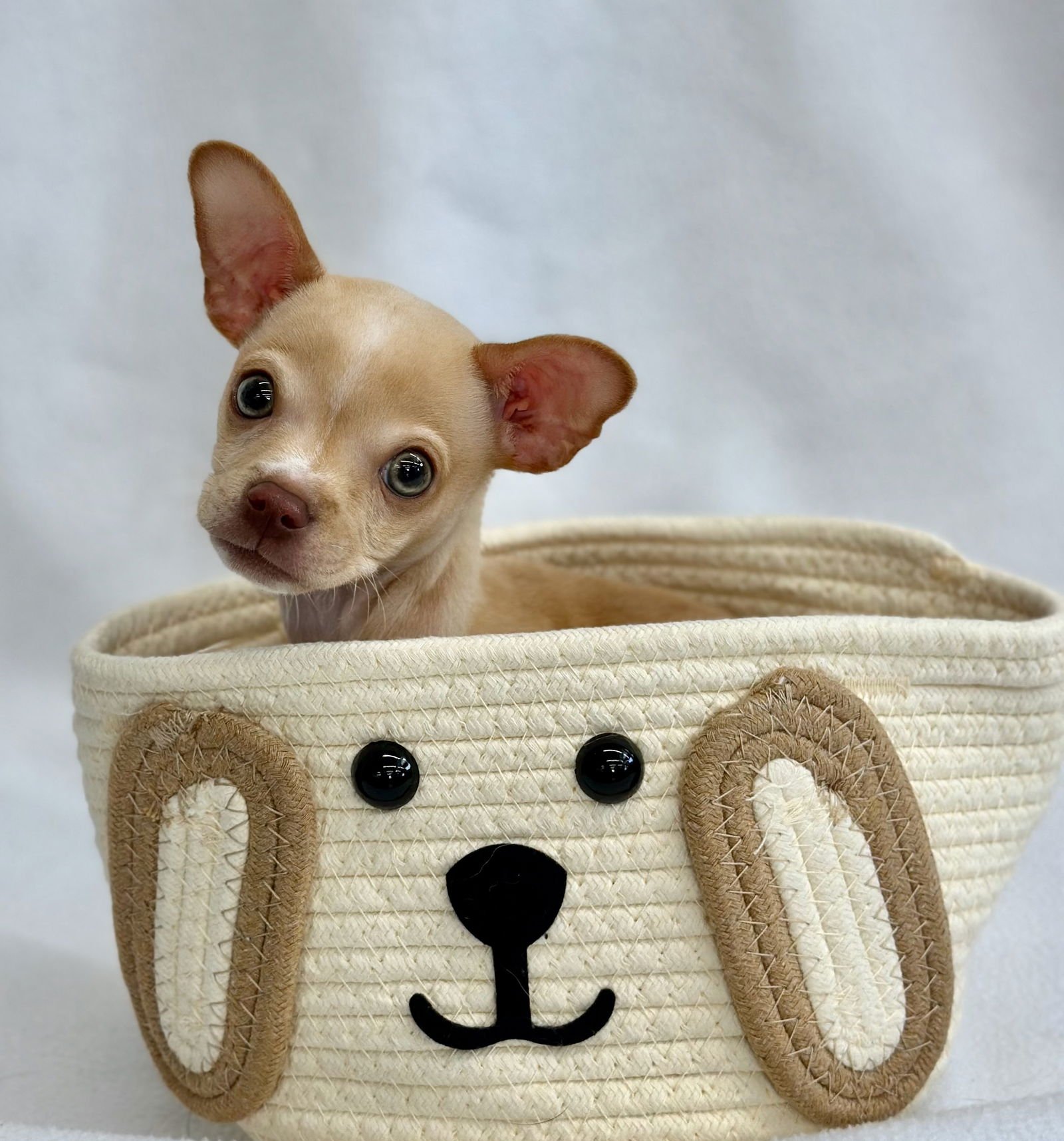 MOUSEKETEER - Chihuahua available for adoption