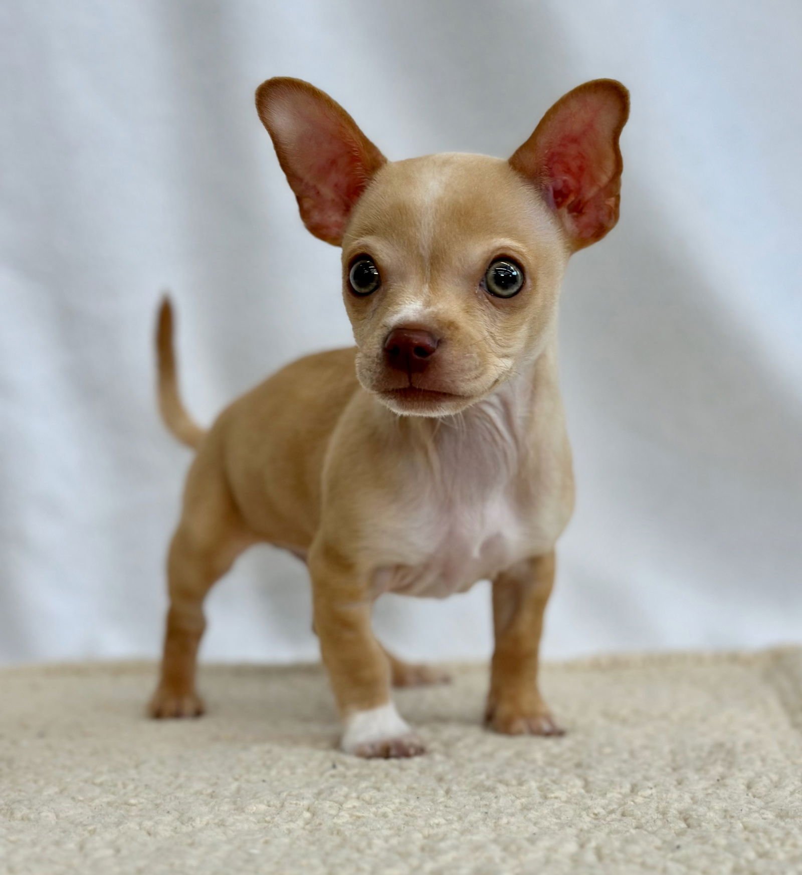 MOUSEKETEER - Chihuahua available for adoption