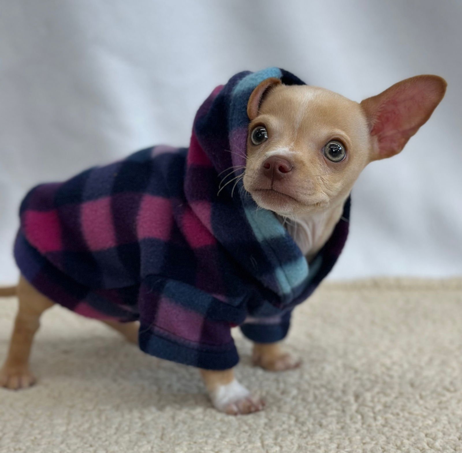 Mouseketeer - Photo 3