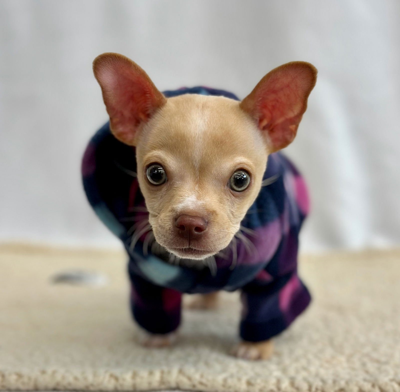 Mouseketeer - Photo 4