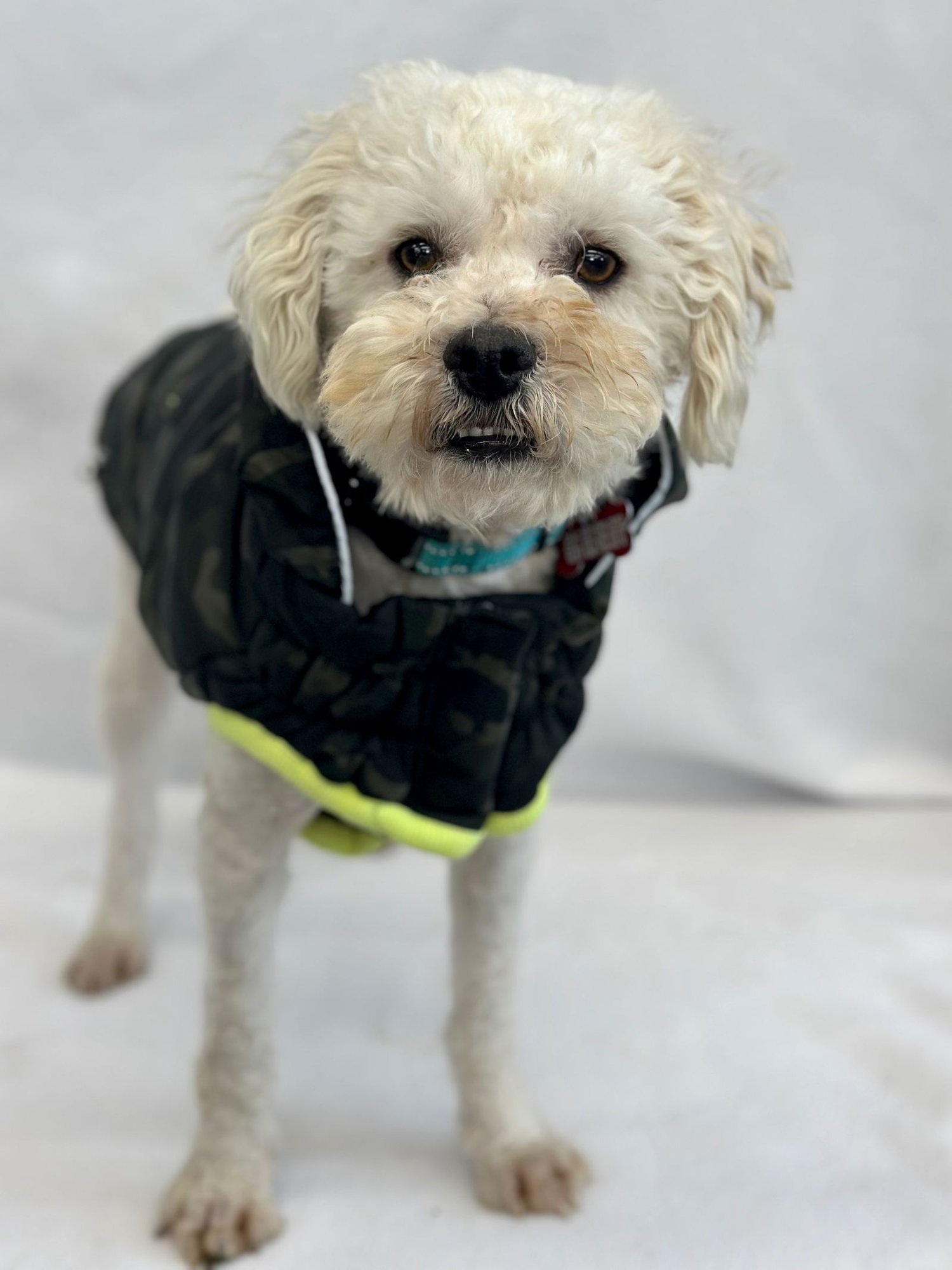 BRONZE - Maltese / Poodle (Miniature) available for adoption