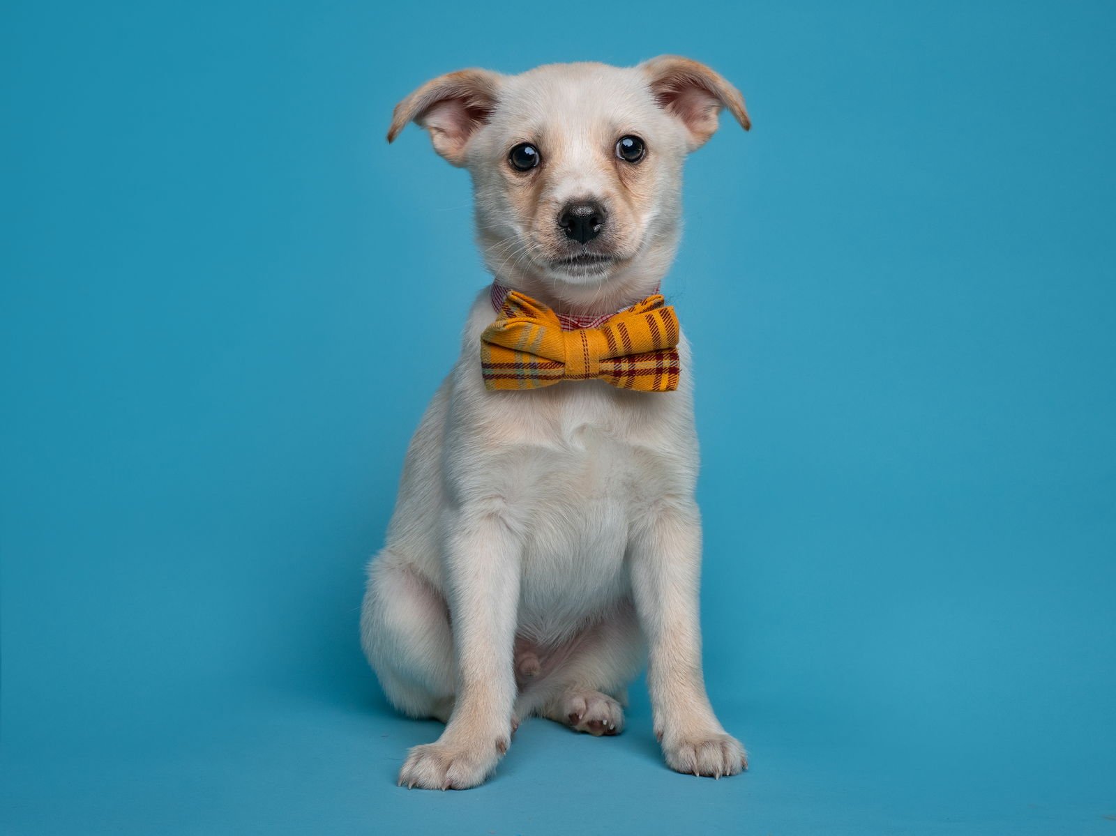 LINUS - Pug / Chihuahua available for adoption