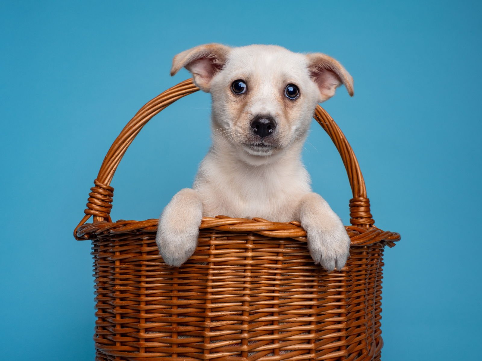 LINUS - Pug / Chihuahua available for adoption