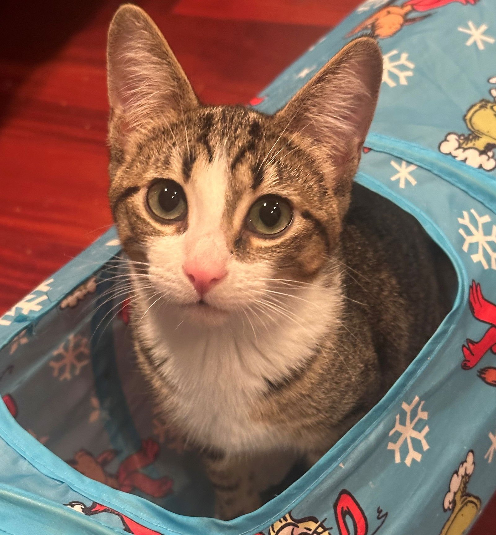 TORY - Tabby available for adoption