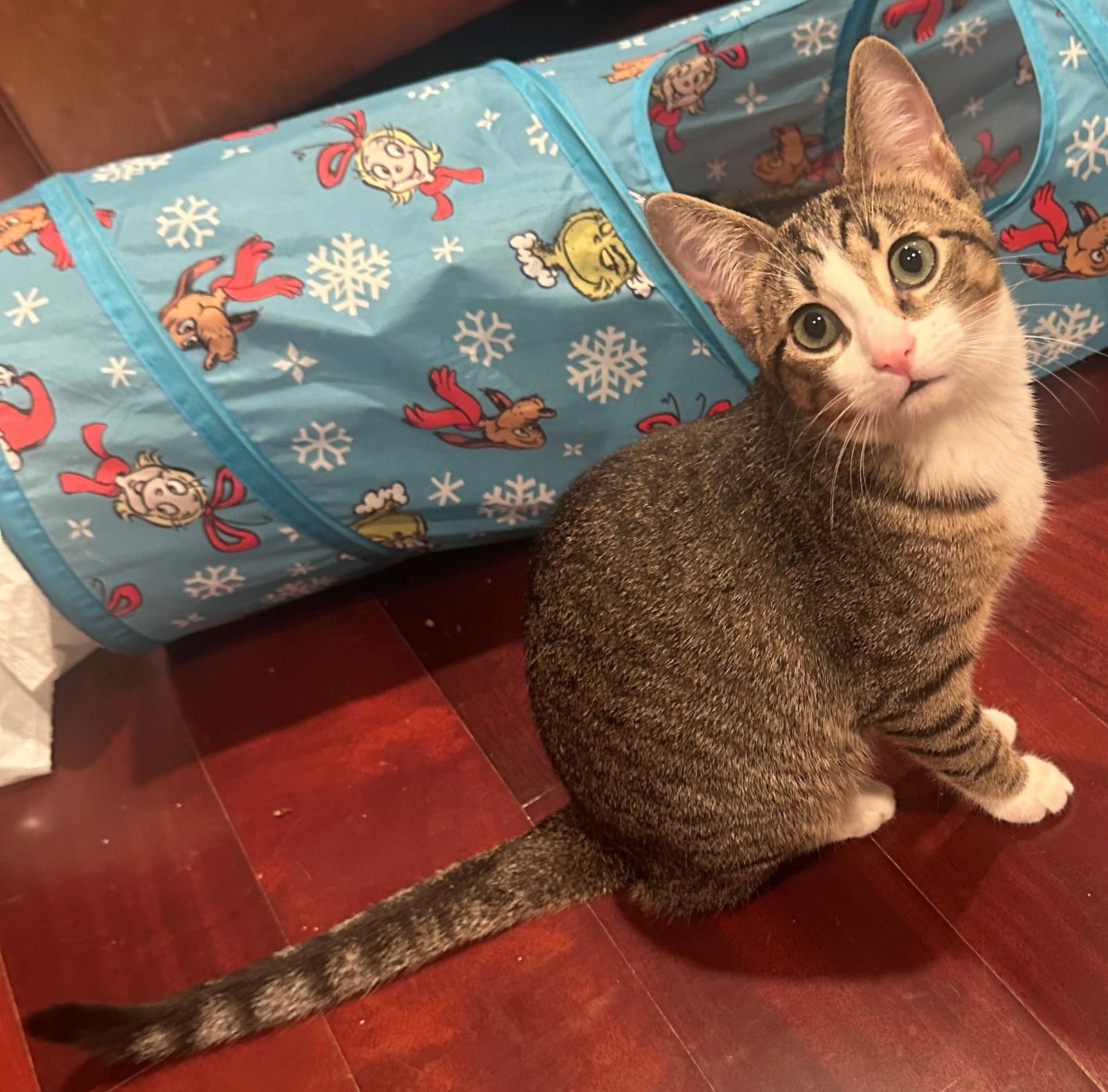 TORY - Tabby available for adoption