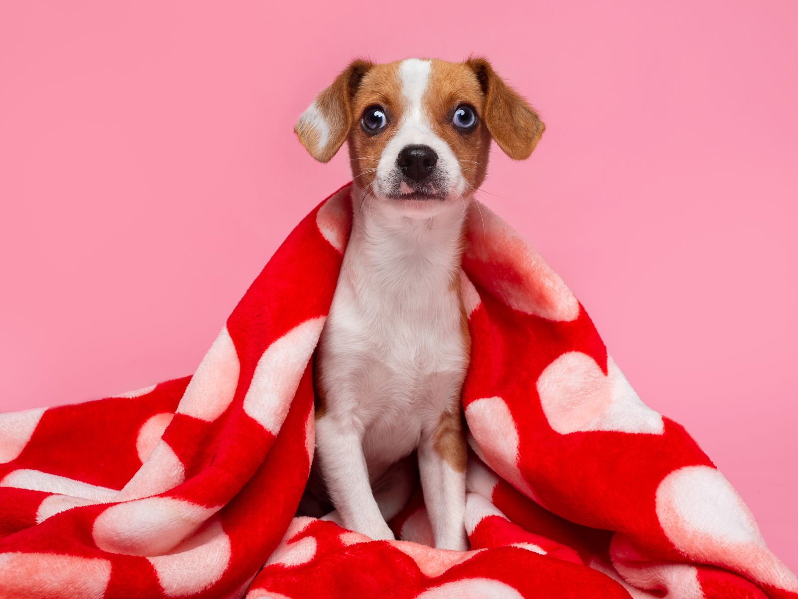 SEED: CHIA - Italian Greyhound available for adoption