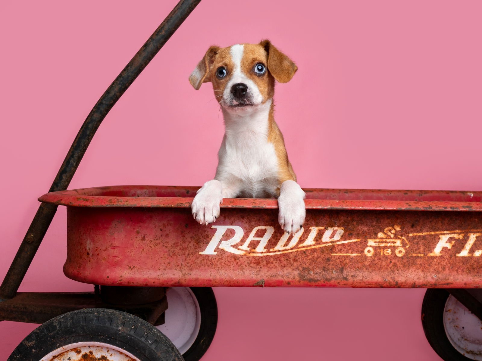 Seed: Chia - Photo 3