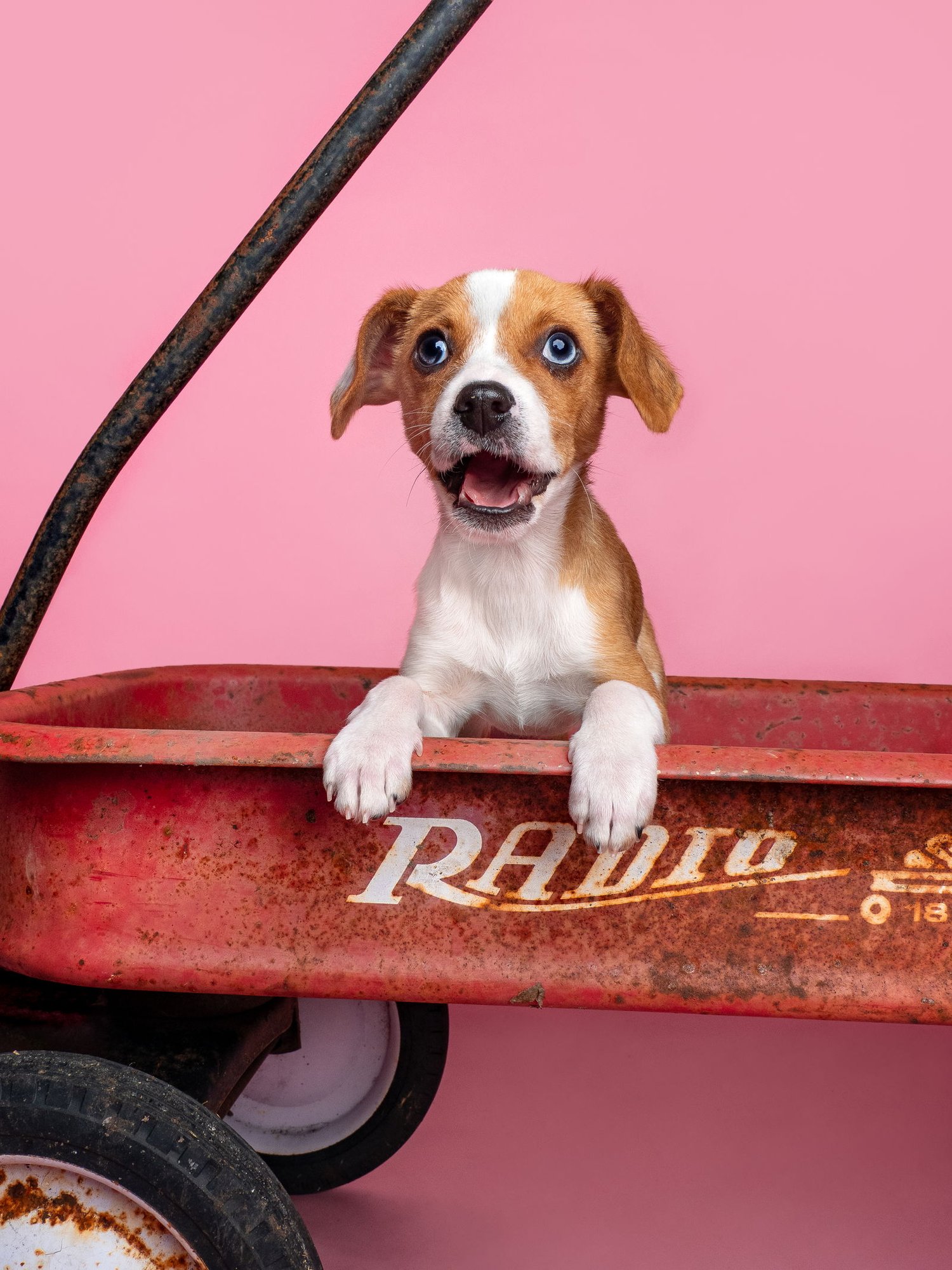 Seed: Chia - Photo 4