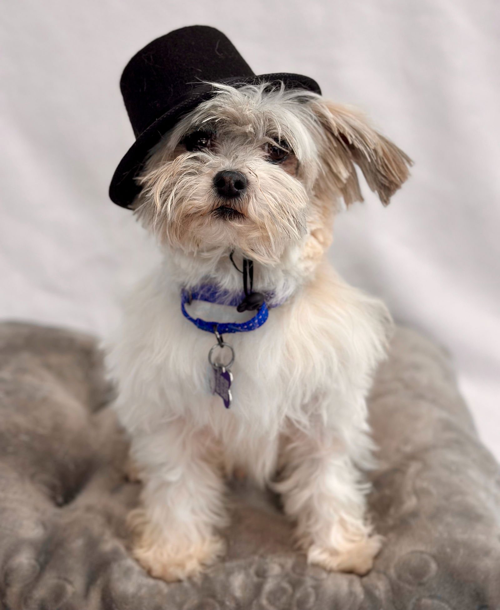 GNOME - Maltese available for adoption