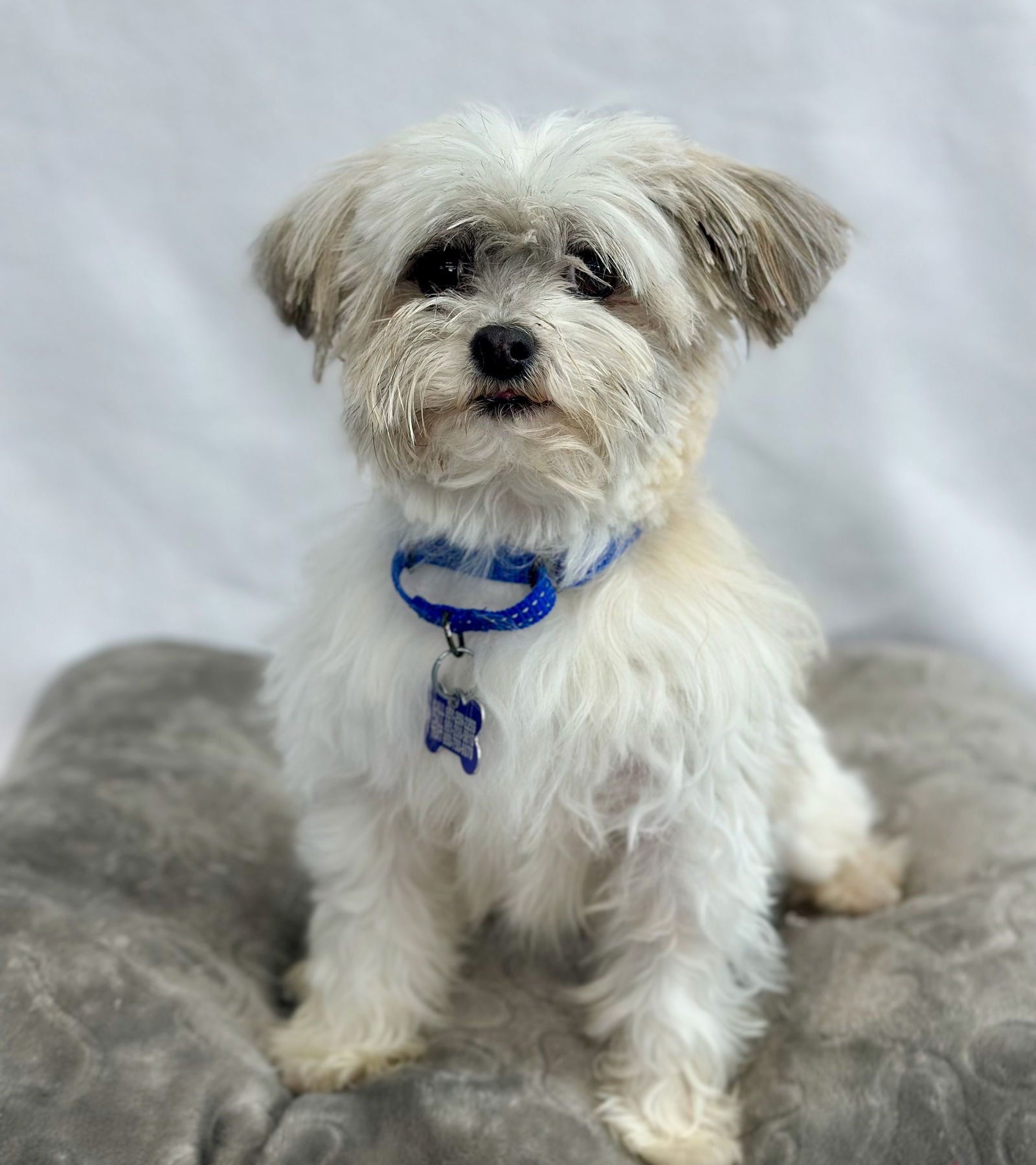 GNOME - Maltese available for adoption