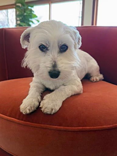 HOODWINK - Havanese / Coton de Tulear available for adoption