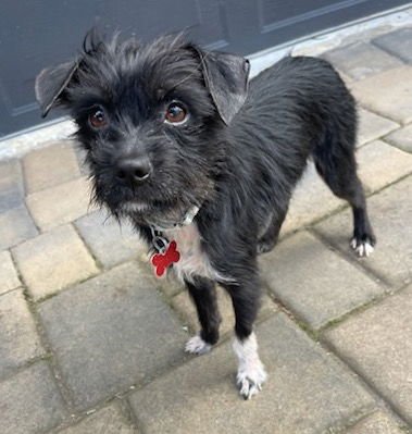 LUPIN - Miniature Schnauzer / Yorkshire Terrier Yorkie available for adoption