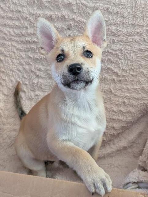 JIF - Shiba Inu available for adoption
