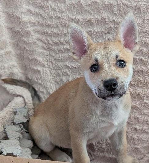 JIF - Shiba Inu available for adoption