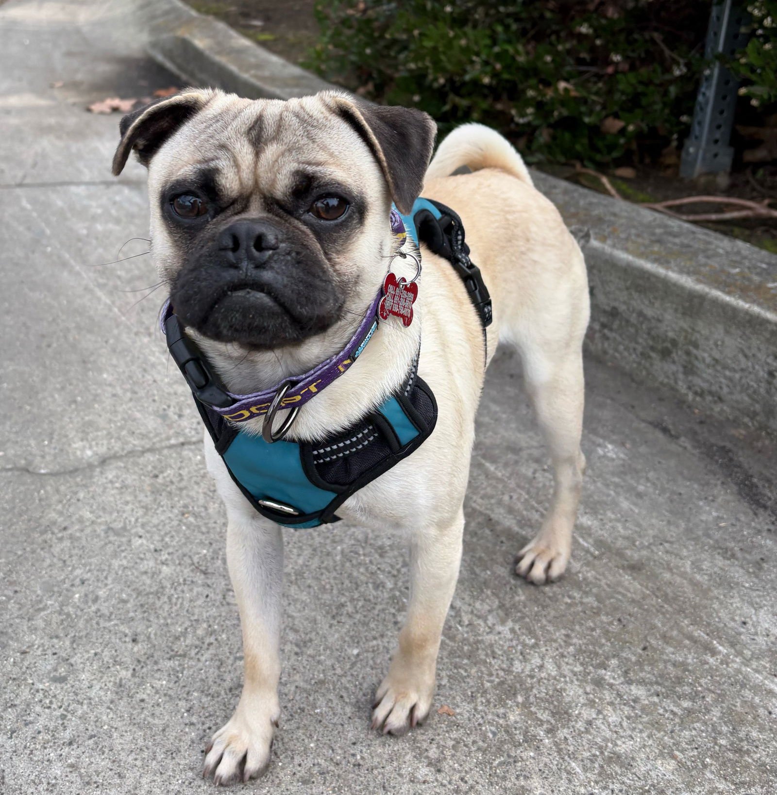 CHEF BOYARDEE - Pug available for adoption