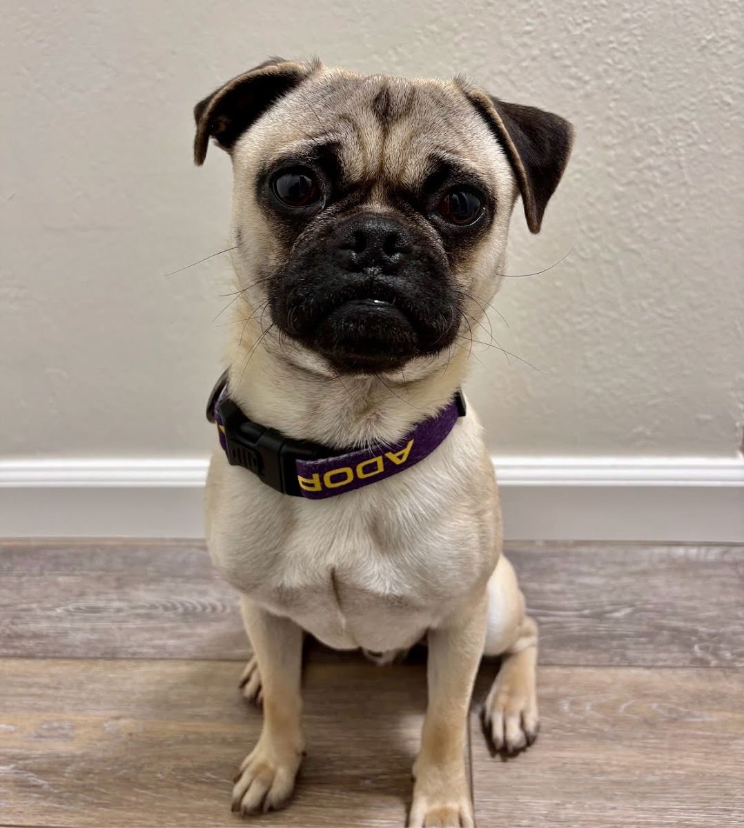 CHEF BOYARDEE - Pug available for adoption