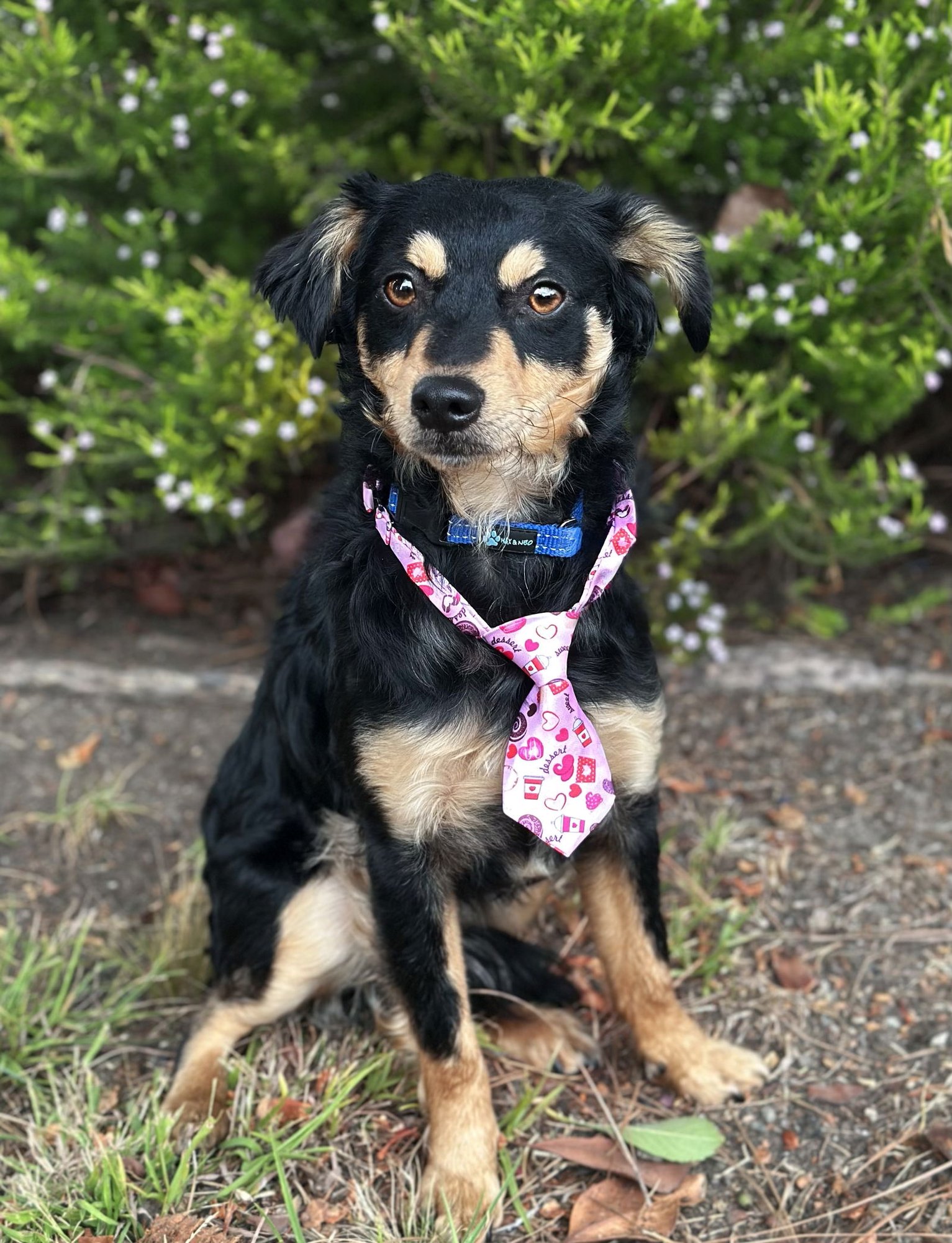 TALISMAN - Cavalier King Charles Spaniel / Dachshund available for adoption