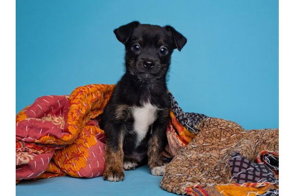 DREIDEL - Miniature Pinscher available for adoption