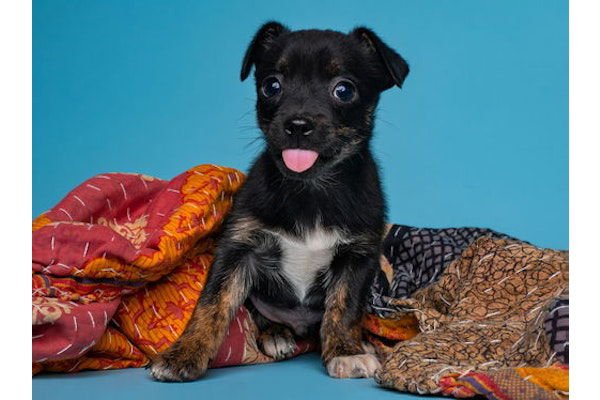 DREIDEL - Miniature Pinscher available for adoption