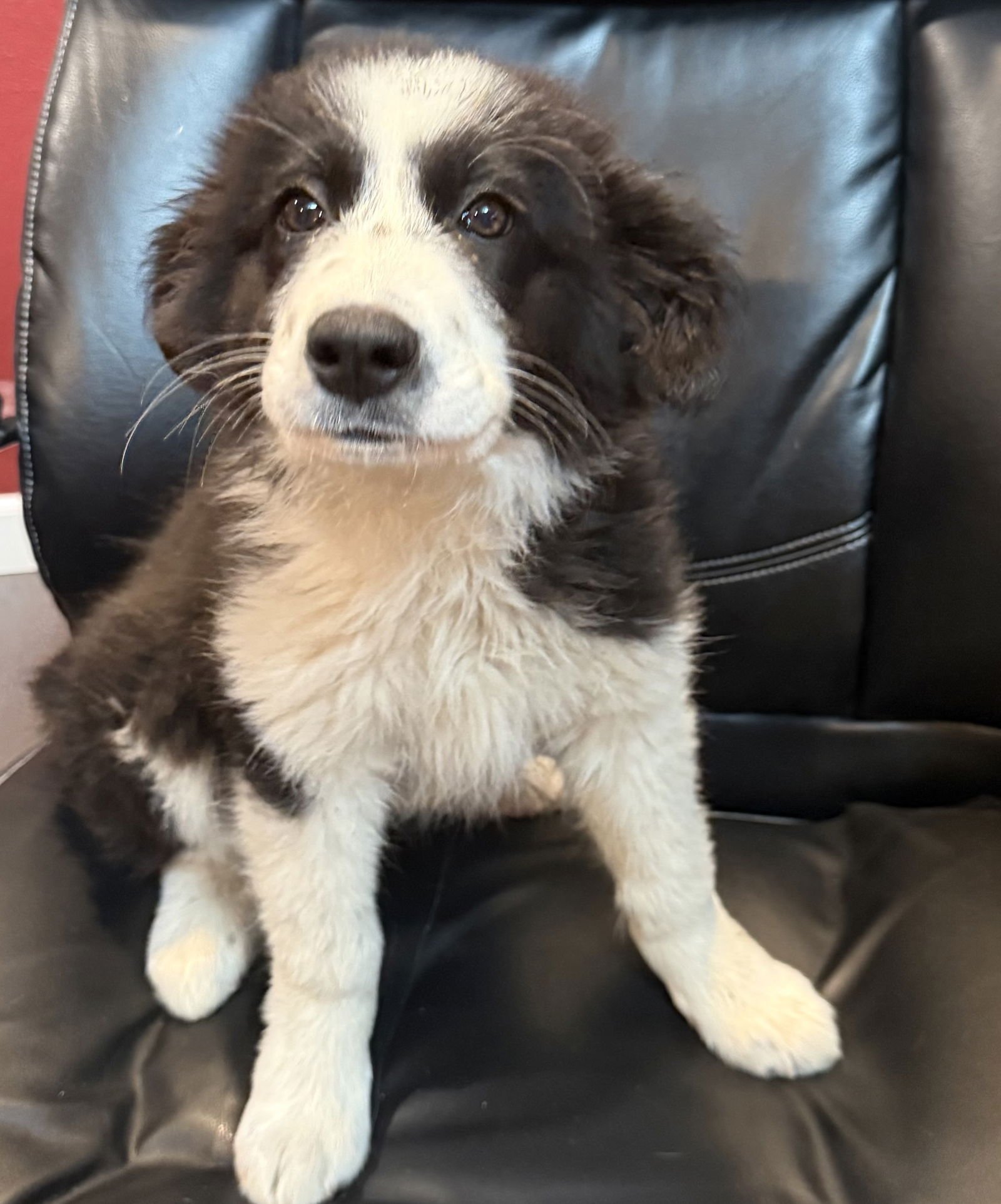 NEAPOLITAN - Border Collie available for adoption