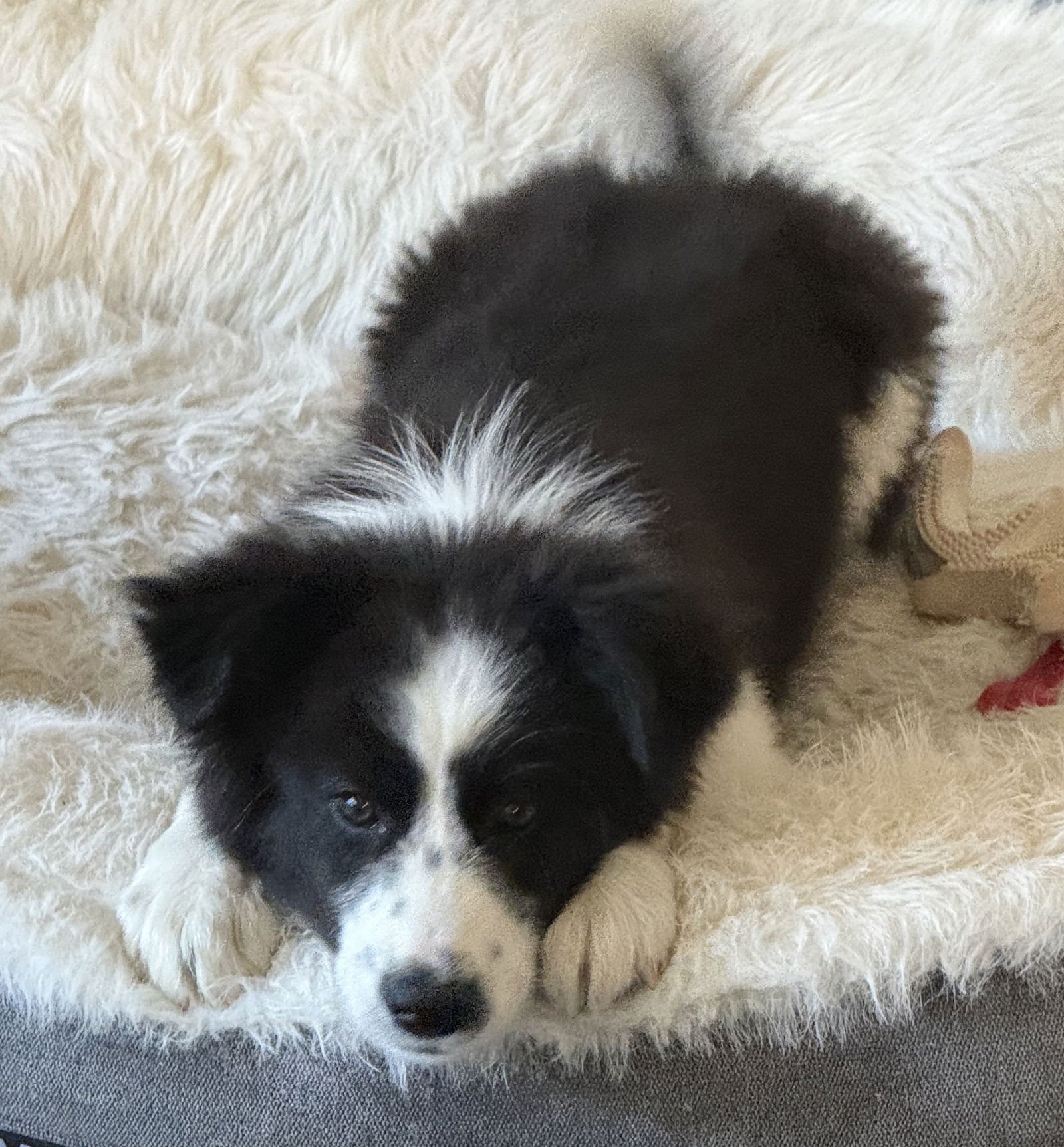 NEAPOLITAN - Border Collie available for adoption
