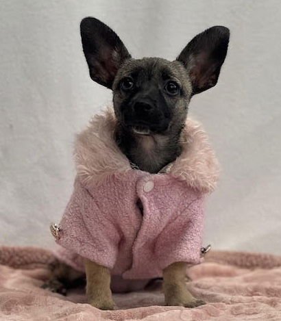 PRINCESS PEA - Chihuahua / French Bulldog available for adoption