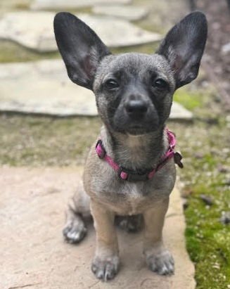 PRINCESS PEA - Chihuahua / French Bulldog available for adoption