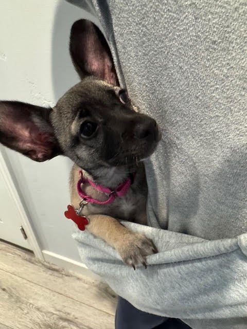 Princess Pea - Photo 3