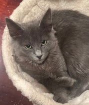 BINGO - Russian Blue / Nebelung available for adoption