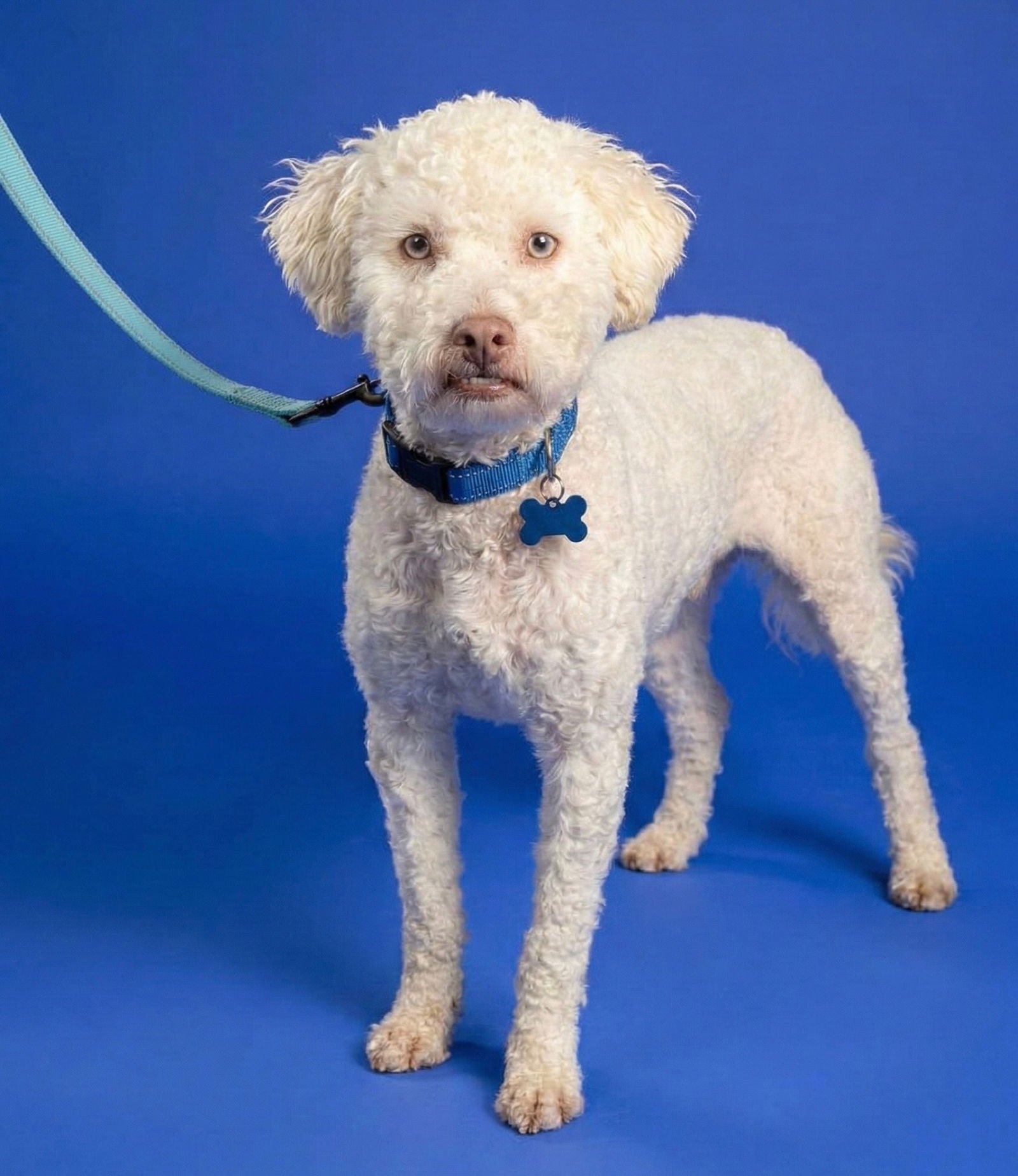 SILVER - Maltese / Poodle (Miniature) available for adoption