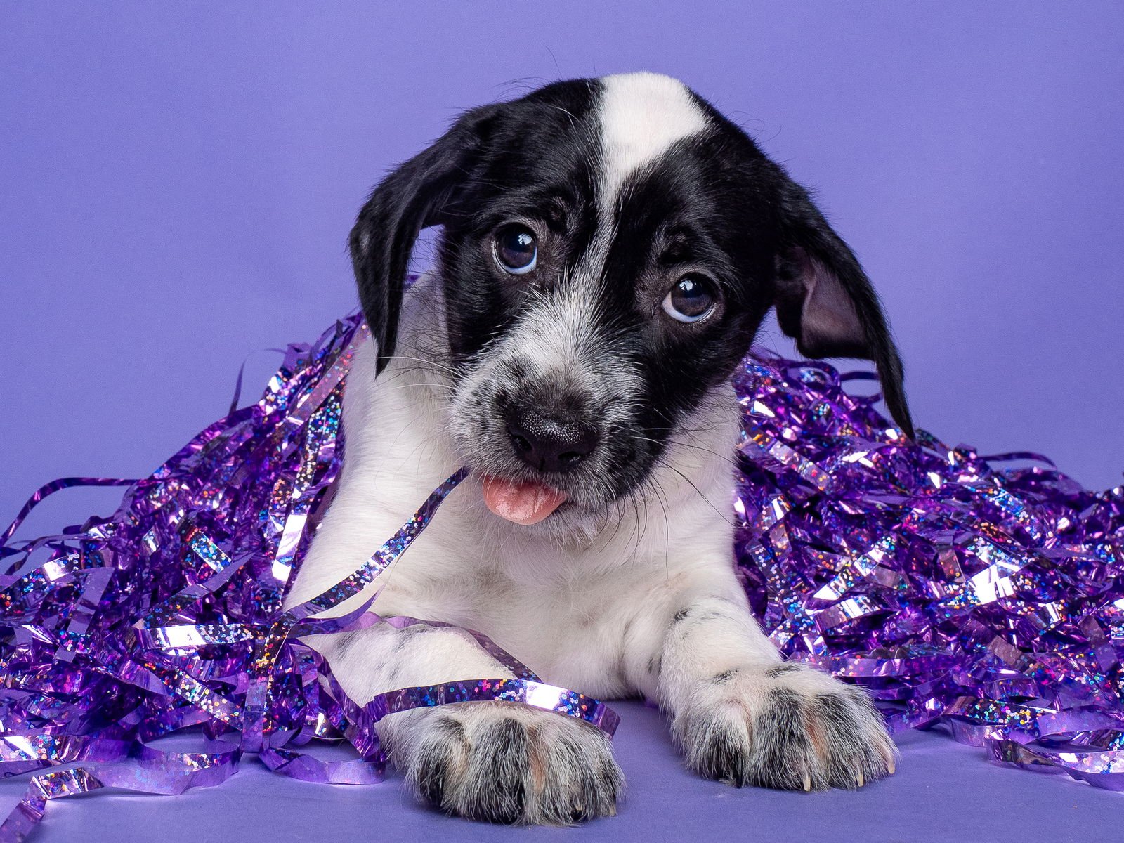 NEPTUNE - Jack Russell Terrier / Miniature Schnauzer available for adoption