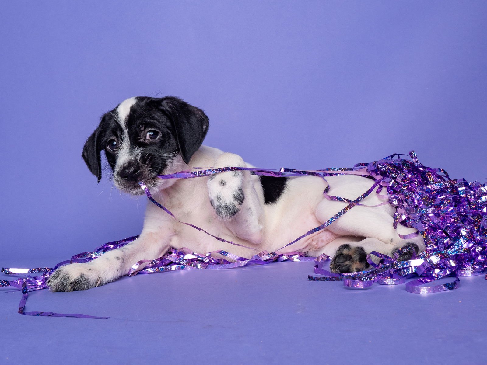 NEPTUNE - Jack Russell Terrier / Miniature Schnauzer available for adoption